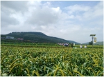 全国杂粮绿色高质高效技术观摩交流会在山东省济南市成功举办 - 农业厅