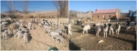 内蒙古自治区畜牧工作站开展的肉羊改良助力扶贫工作成效明显 - 农业厅