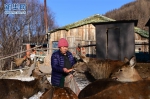 内蒙古阿尔山：贫困人口走上“山水变金银”的幸福路 - Nmgcb.Com.Cn