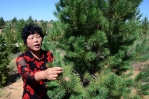 内蒙古：一场改天换地的绿色“接力” - Nmgcb.Com.Cn