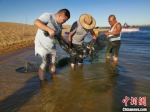 通讯：在库布其沙漠里养螃蟹内蒙古牧民找到致富新路径 - Nmgcb.Com.Cn