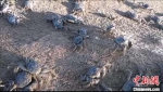 图为民众在库布其沙漠里养殖螃蟹。　敦美 摄 - Nmgcb.Com.Cn
