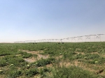 新华全媒+|治沙项目进大漠，几家泛绿几家“黄”，如何避免“造盆景”？ - 新华网