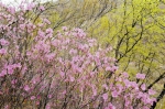 通辽市花季旅游启动仪式暨扎旗首届杜鹃花文化旅游节举行 - 正北方网